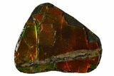 Iridescent Ammolite (Fossil Ammonite Shell) - Alberta, Canada #156734-1